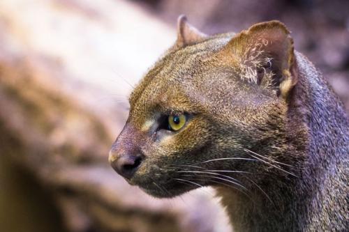 Ягуарунди (Puma Yagouaroundi) - это дикая малая кошка из рода пум, и никаких пятен у нее нет и в помине.