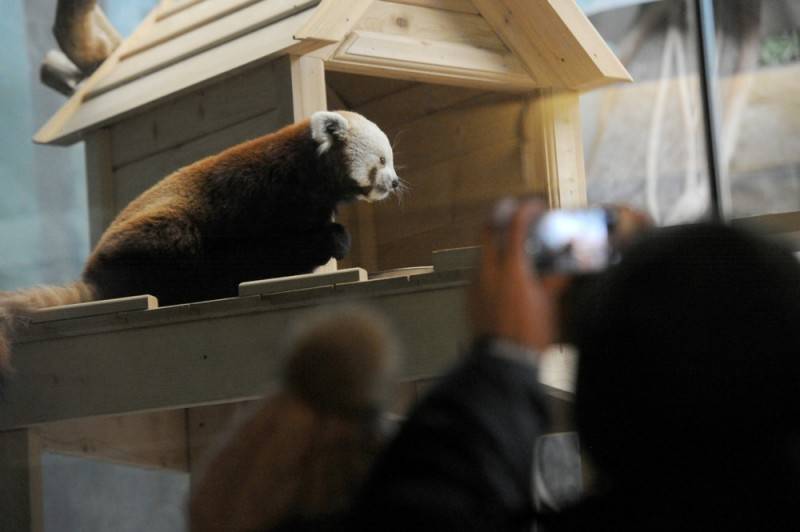 Как кормят красных панд в Московском зоопарке  (10 фото) 