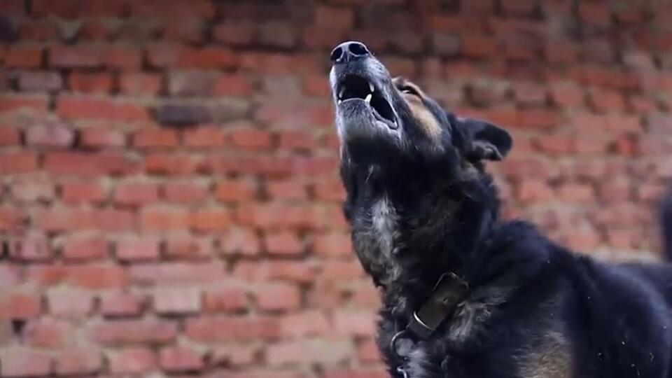 Пострадавшим от собак в якутском селе детям выплатили 100 тысяч рублей