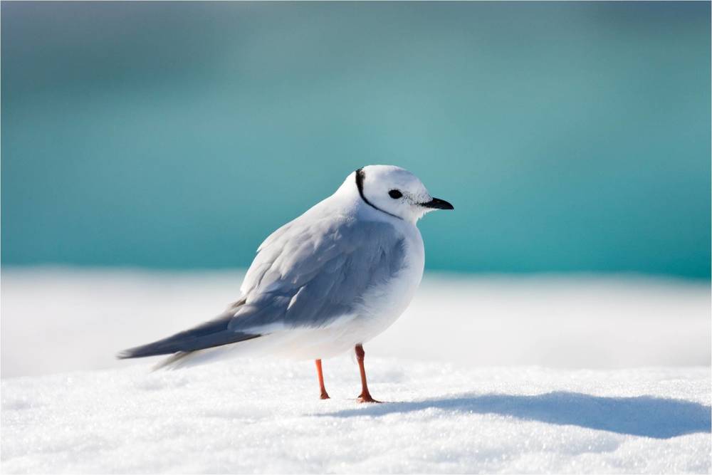Животные и птицы севера: как они приспосабливаются к холоду? Птицы Крайнего Севера России