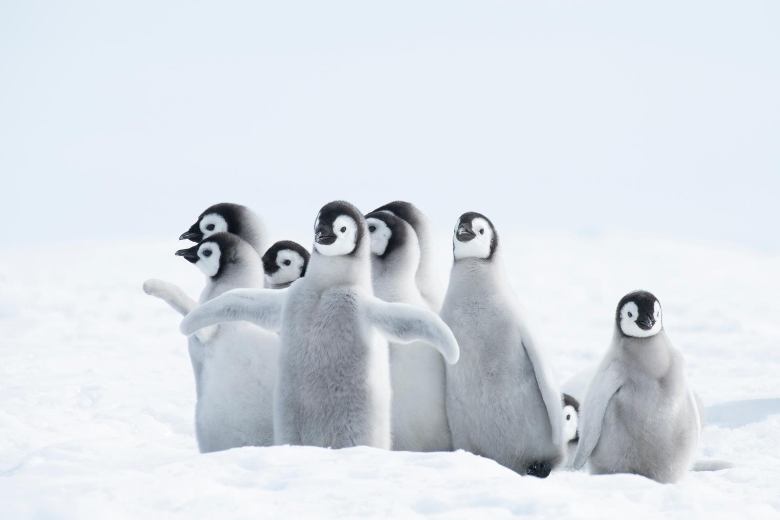 25 самых милых фотографий животных в дикой природе ShutterstockFotodomruфото, ктото, Bachkova, посмотрите, Piotr, марта, только, дикой, NataliaShutterstockFotodomruфото, KrzeslakShutterstockFotodomruфото, важной, удивленно, выглядывает, Только, укрытия, сладко, рядом, неловко, кувыркается, траве