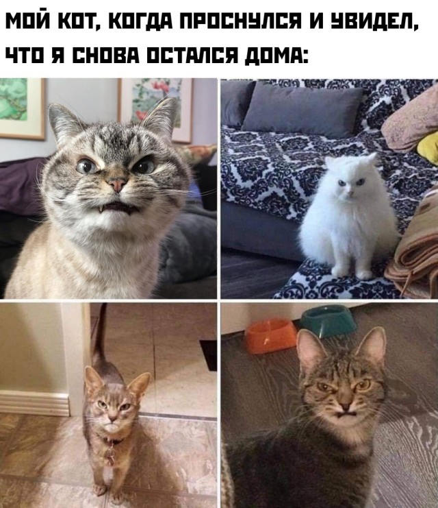 Подборка смешных картинок  приколы,смешные картинки,юмор