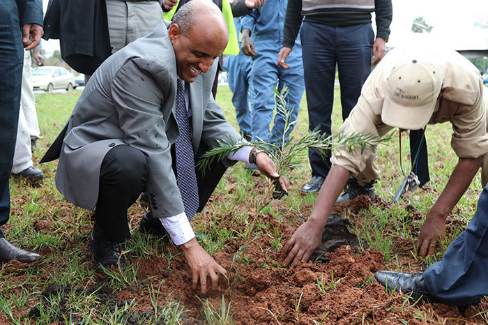 В Эфиопии побили мировой рекорд, посадив 350 миллионов деревьев за 12 часов