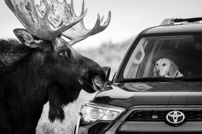 25 лучших фото дикой природы с конкурса Wildlife Photographer Of The Year