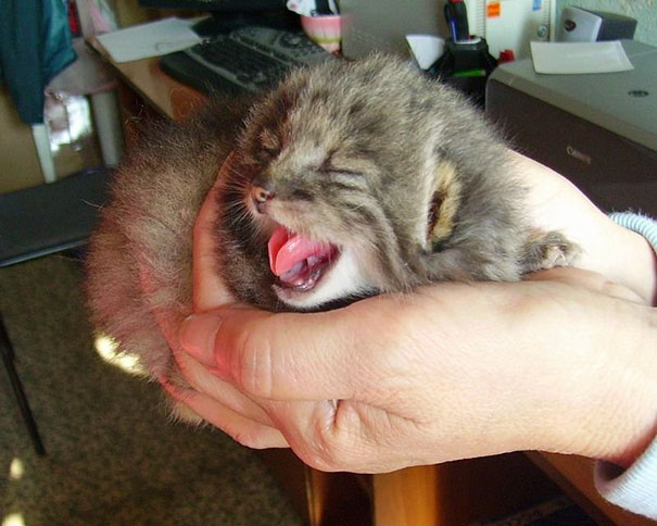 russian-farmer-wild-cat-kittens-manul-9