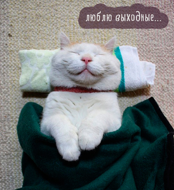 белая кошка под одеялом спит