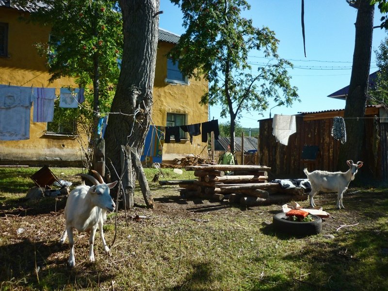 Когда сталкиваются город и деревня: сельская живность на городских улицах город, домашние животные, контраст, село, эстетика