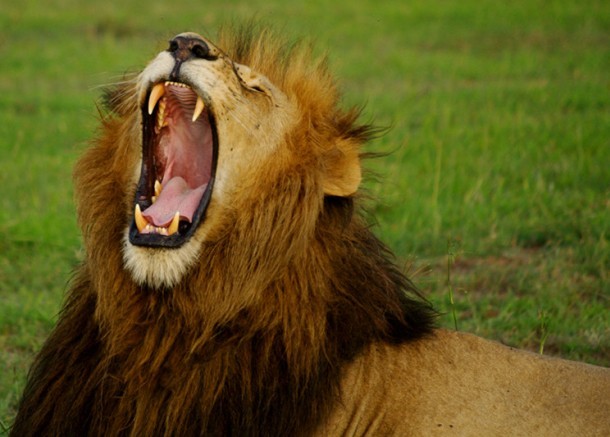 Как зевают животные могут, может, очень, когда, выглядит, течение, этого, пасть, кошки, несколько, всего, зевания, славятся, своего, часов, весьма, зевает, зевание, также, острые