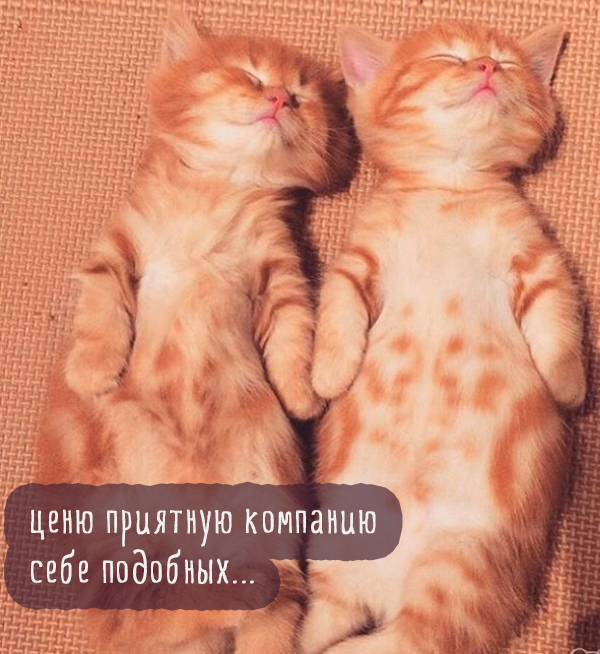 два рыжих кота спят