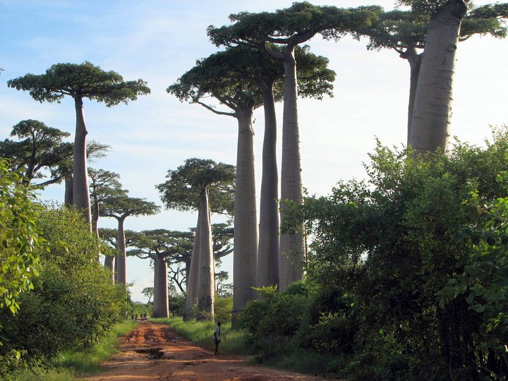 Удивительное дерево — баобаб…  природа,Путешествия,фото