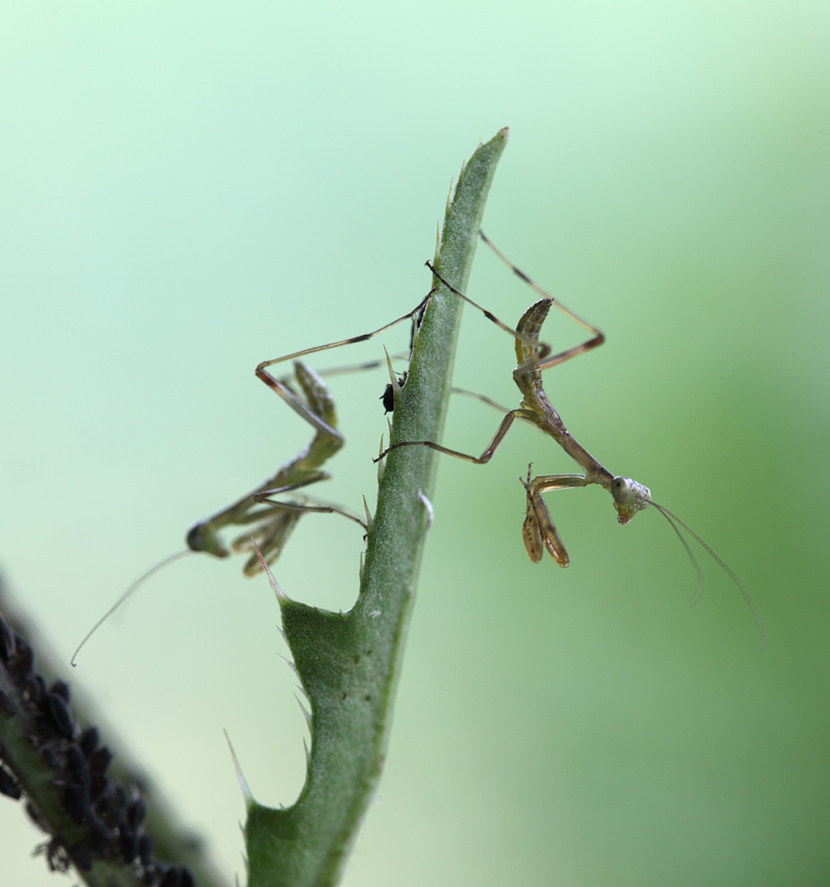 Богомол насекомое среда обитания. Стая Богомолов. Древесный богомол самка самец. Богомол обыкновенный самец и самка