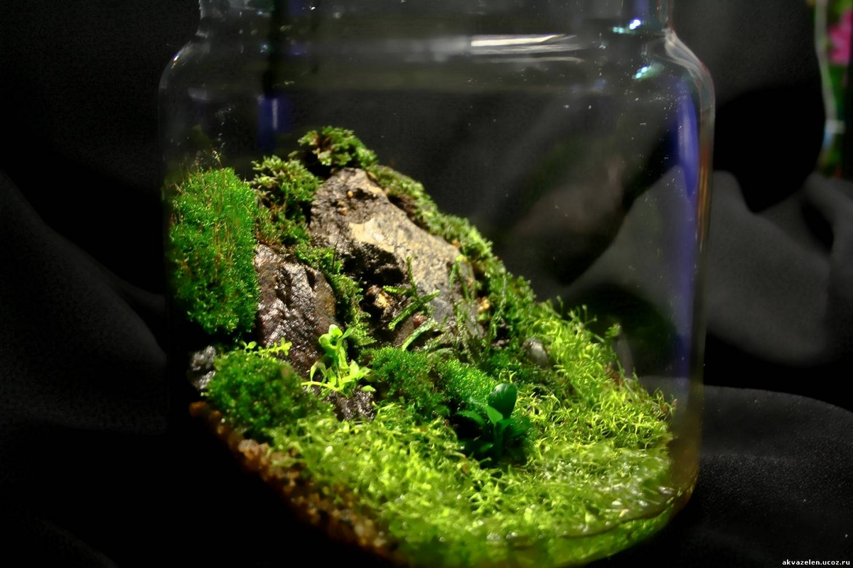 Земля мох что делать. Яванский мох акваскейп. Флорариум замкнутая экосистема. Анубиас палюдариум. Флорариум с мхом.