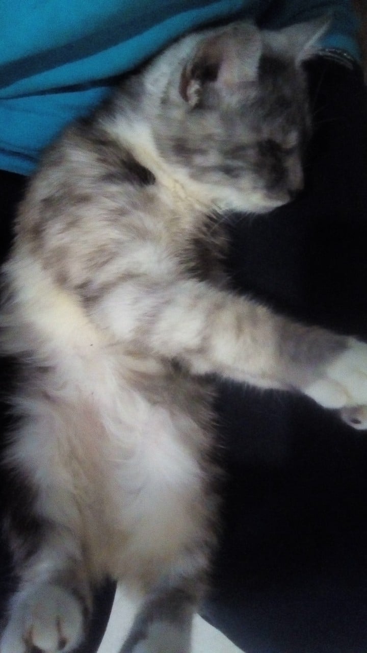 больной кот