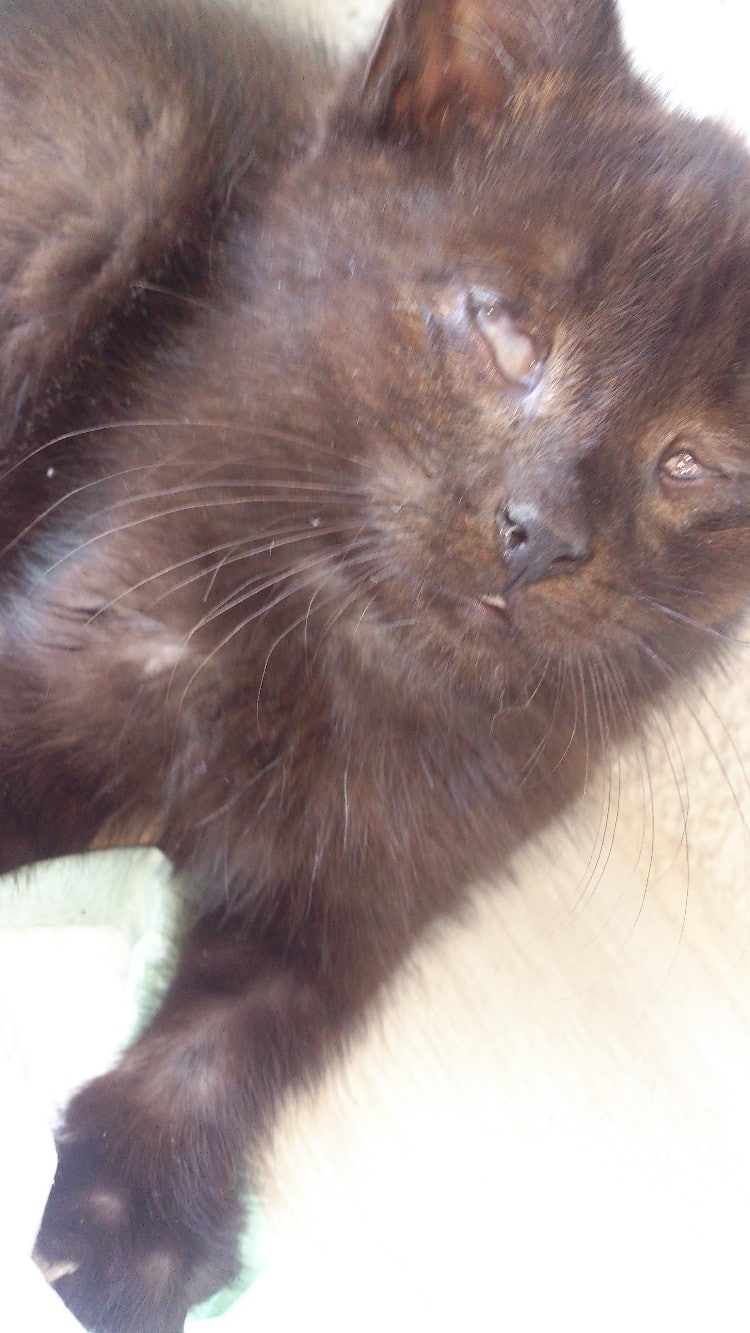 черный котенок