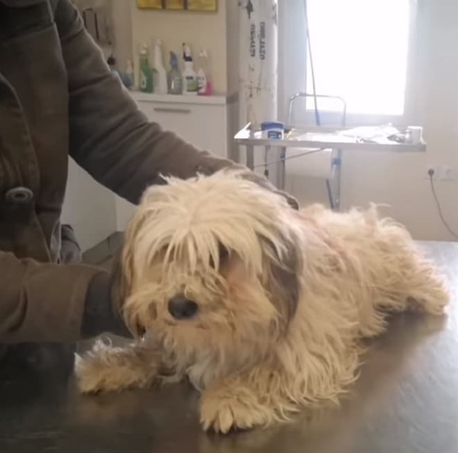 Собака лежит