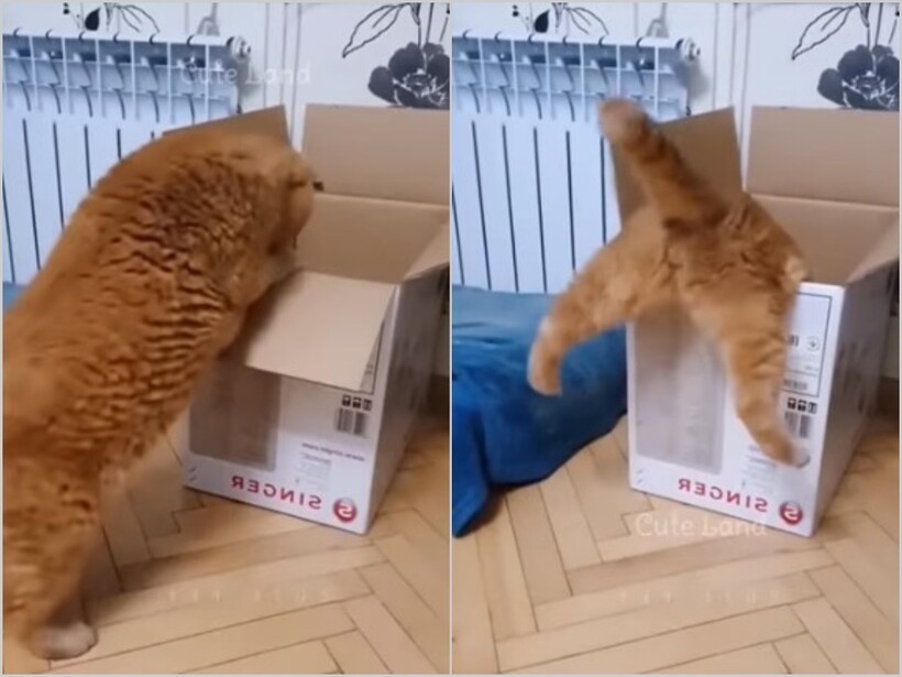 Видео: доказательства того, что кошки далеко не всегда грациозны