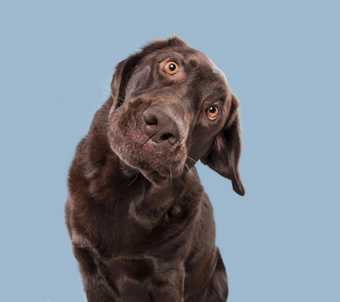 У собак тоже бывают эмоции У собак тоже бывают эмоции