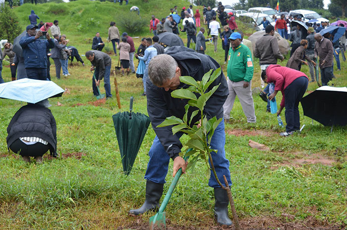 В Эфиопии побили мировой рекорд, посадив 350 миллионов деревьев за 12 часов