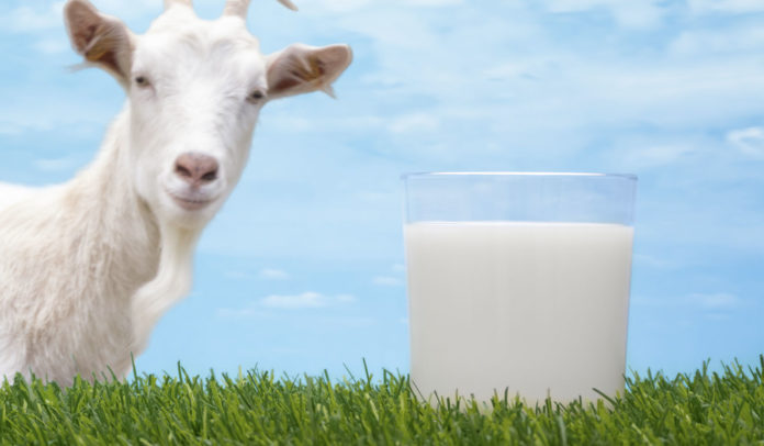 Козье молоко при панкреатите: витамины, минералы и полезные вещества в молоке, плюсы и минусы употребления, его влияние на организм и советы врача