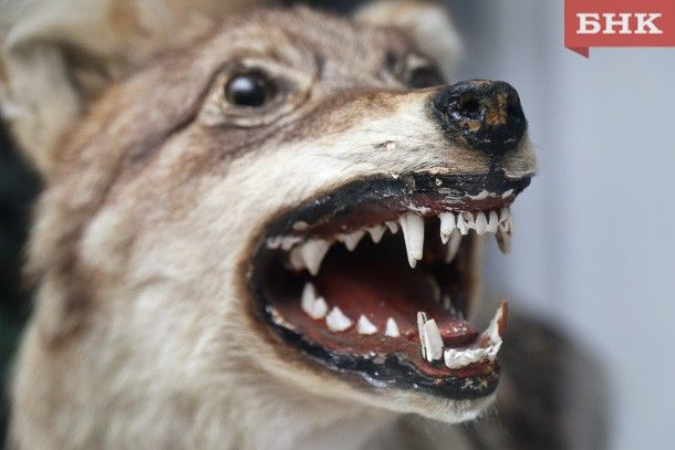 Волки держат в страхе сосногорский поселок