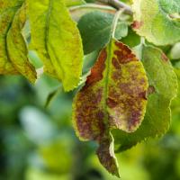 Недостаток фосфора на листьях яблони