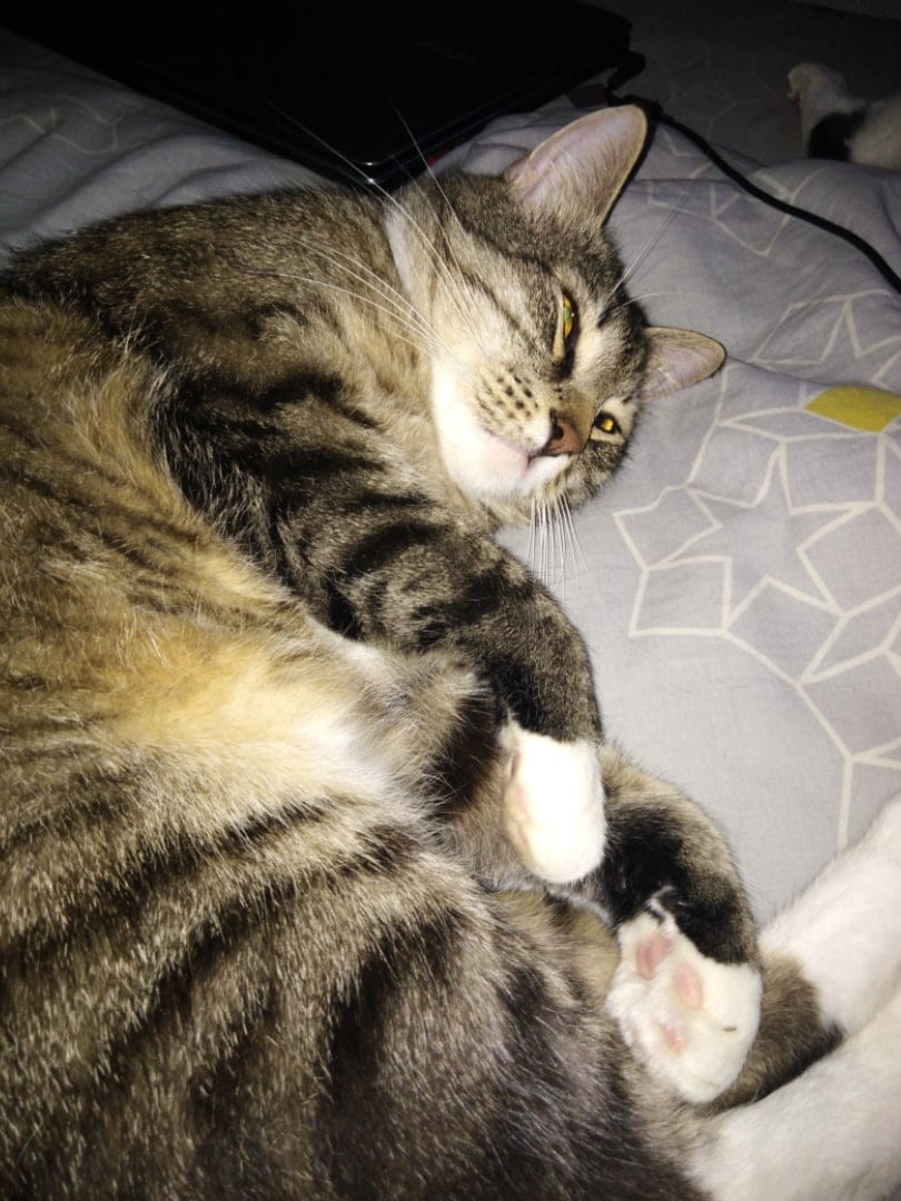 кот на кровати