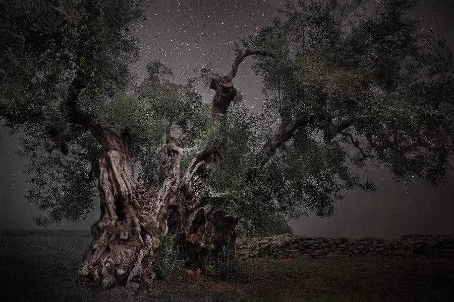 Бет Мун снимает деревья на фоне звёздного неба звёзды,ночь,тревел-фото