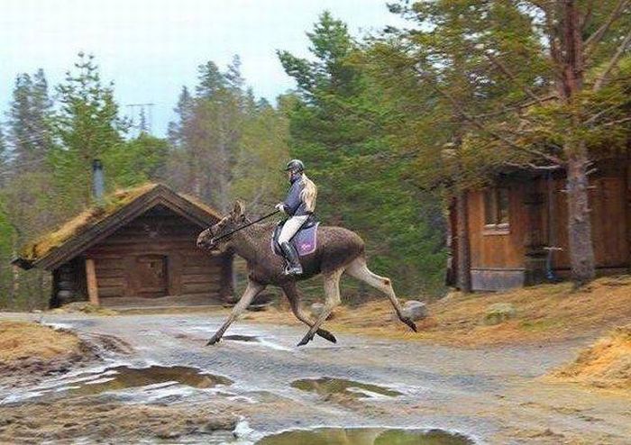 Милые картинки и прикольные фотографии для позитива 