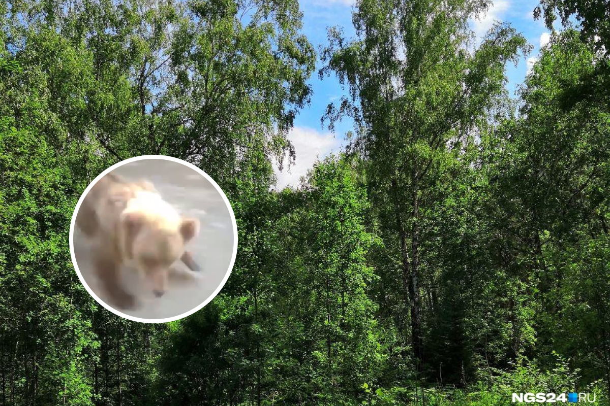 Женщина чудом отбилась от медвежонка-подростка в Красноярском крае