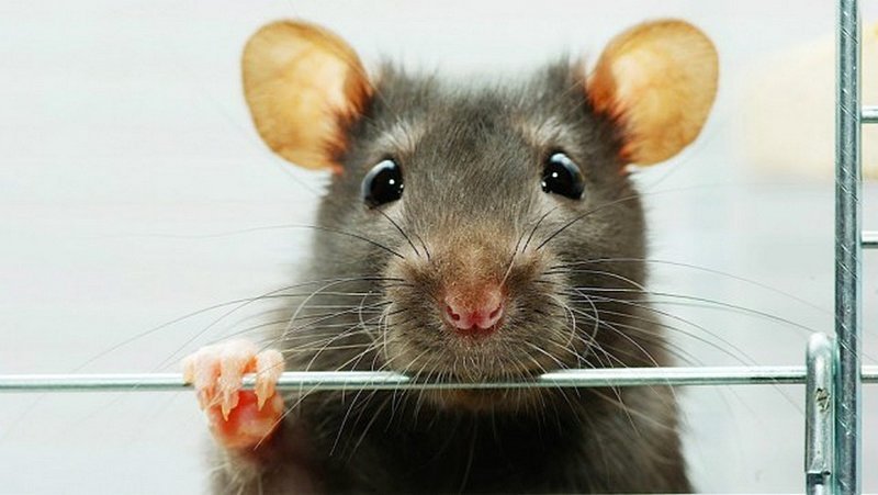 Крысы появились на Земле на 48 миллионов лет раньше, чем люди. животный мир, информация, юмор