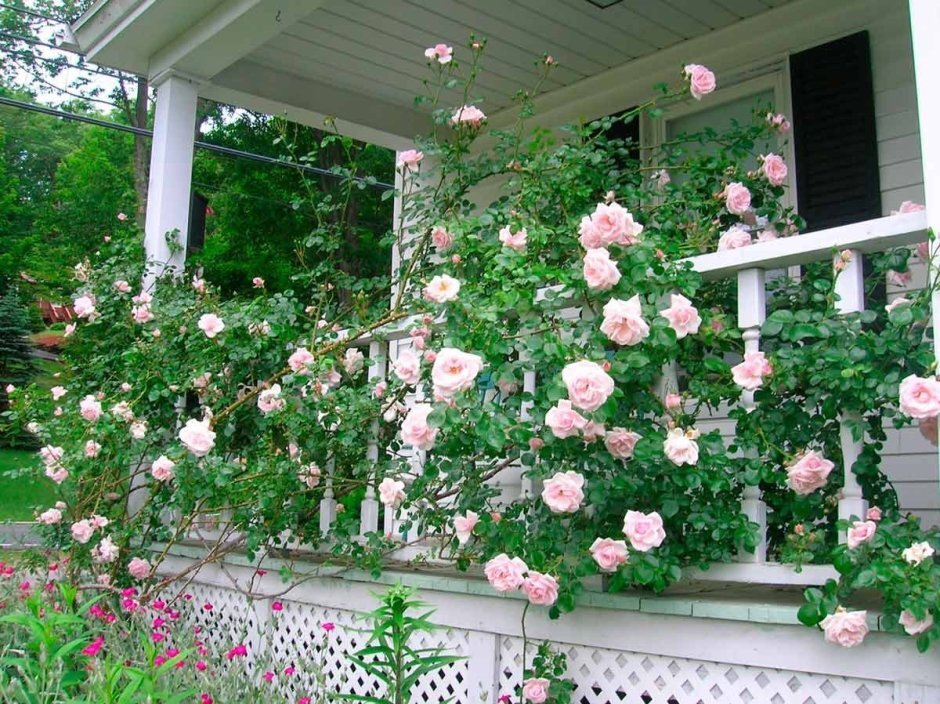 Май - лучший месяц для высадки новых розовых кустов, будь то с открытой или закрытой корневой системой.-3-3