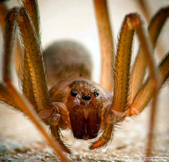Самые ядовитые пауки: Паук отшельник