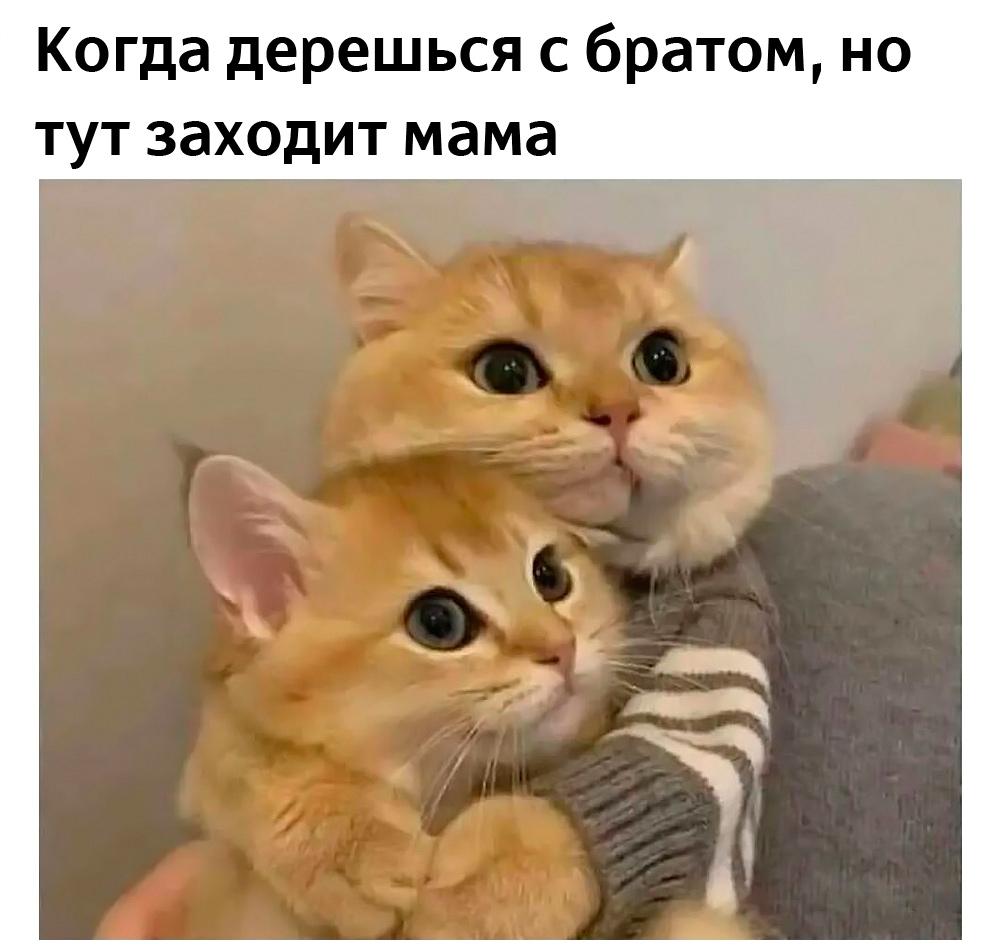 Смешные коты и кошки: лучшие мемы для поднятия настроения