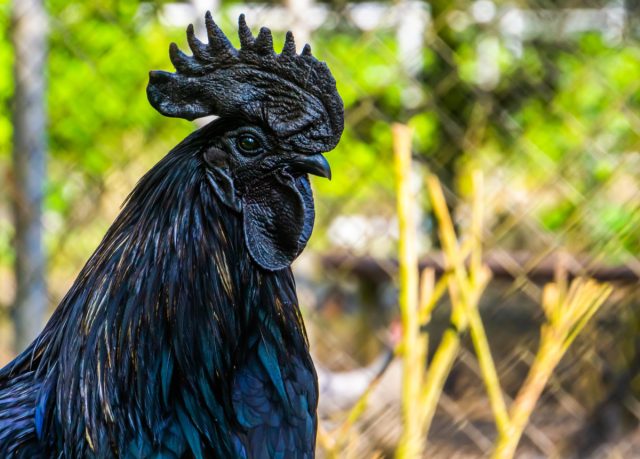 Абсолютно черная курица Аям Цемани: особенности породы и мифы продавцов декоративные куры,животные