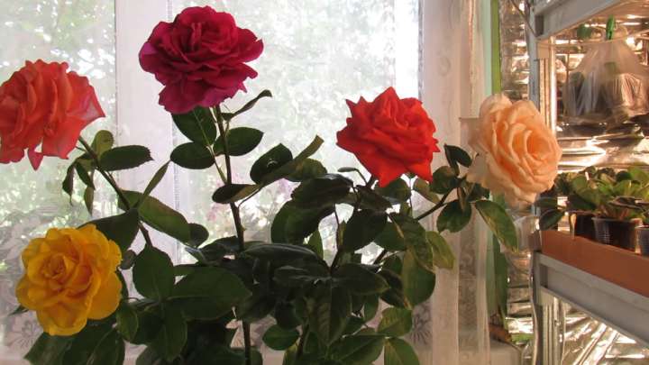 Получится и у начинающего садовода. Укорените розу из букета с отличным результатом черенок, нужно, укоренения, сверху, укореняются, будет, например, поставить, установите, можно, чтобы, укоренить, букета, всего, черенка, почки, водой, простой, цвета, Пролейте