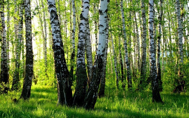 Ковры моей Родины Ковры моей Родины природа, россия, фоторепортаж