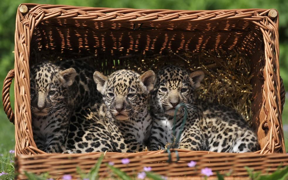 Большие котики тоже любят коробки чтонибудь, известная, корзинкеНеустойчивость, остаться, чтото, вкусное»«Ну, капельку»Оцелот, любит, коробки, попросторнееА, детенышам, пантеры, достаточно, места, единственный, кучкой «Там, минус, коробокДальневосточный, леопард, стороне