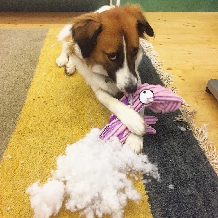 25 прелестных собак, которые очень сильно извиняются 25 прелестных собак, которые очень сильно извиняются