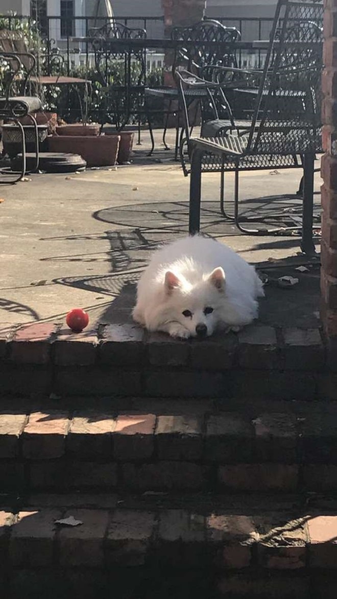 «А она все также ждет…»: грустная кошка появляется на пороге чужого дома, заглядывая внутрь «А она все также ждет…»: грустная кошка появляется на пороге чужого дома, заглядывая внутрь истории из жизни
