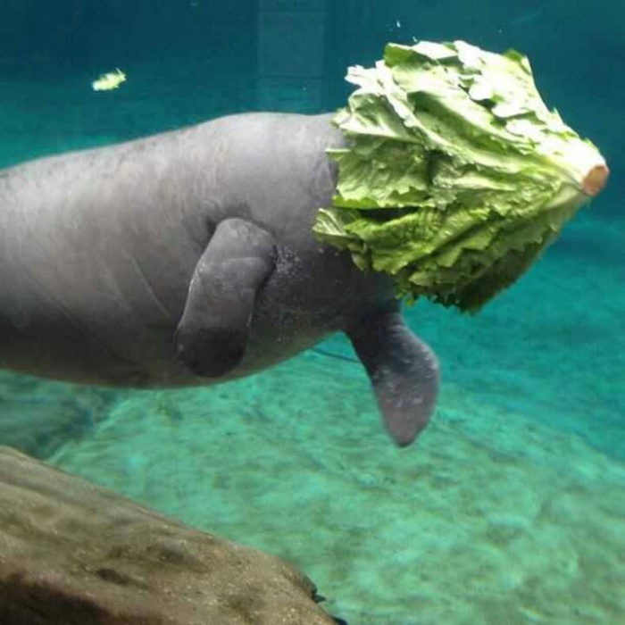 Водоросли, которые ест ламантин, под водой похожи на развевающиеся волосы. | Фото: 2048online.github.io.