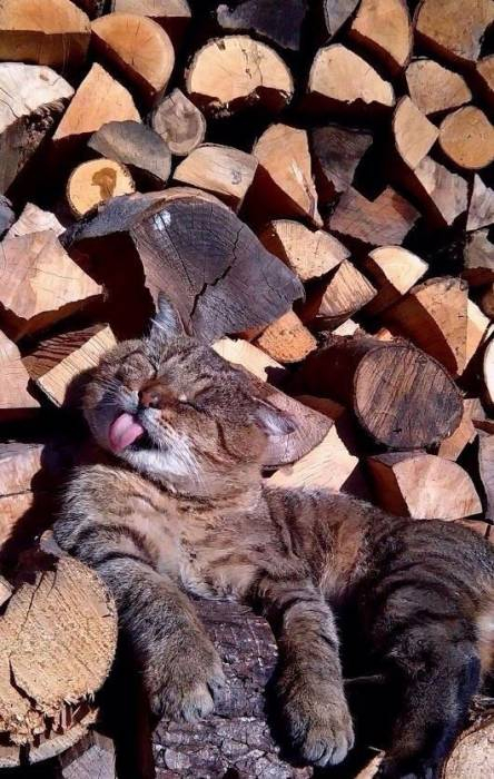 Пусть он ходит везде с тобой, там поймешь, кто такой..) веселые картинки