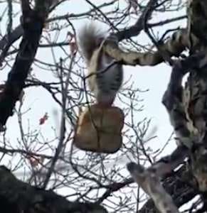 Счастье пришло, откуда не ждали: белка растерялась, держа в лапах огромный кусок хлеба истории из жизни