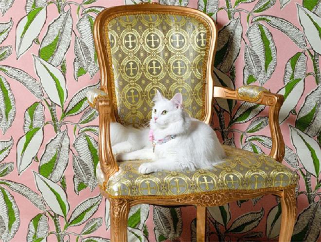 Кошка на стуле