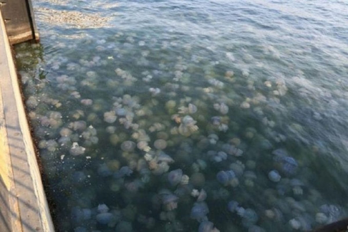 Медузы в азовском море