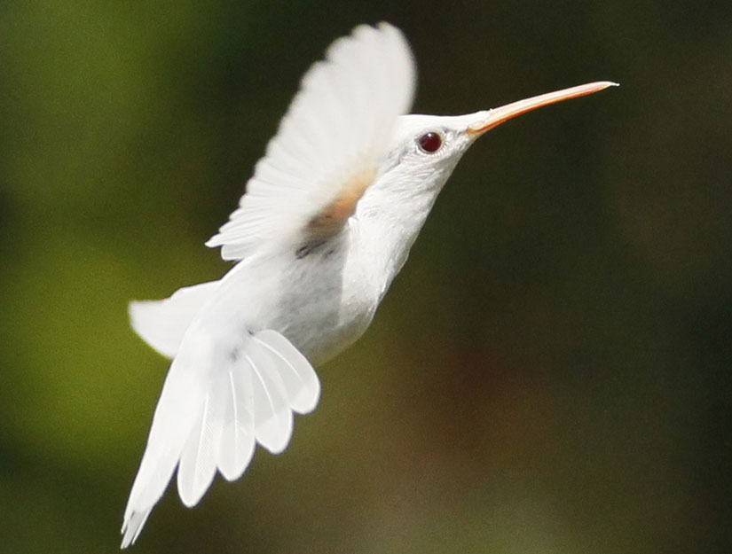 Shank-colibri-albino-1