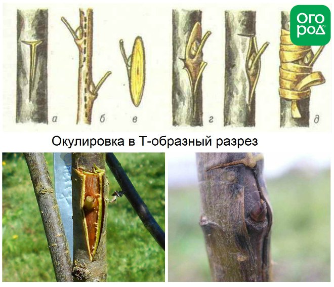 Окулировка яблони в Т-образный разрез