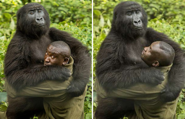 Две гориллы влюбились в своего смотрителя