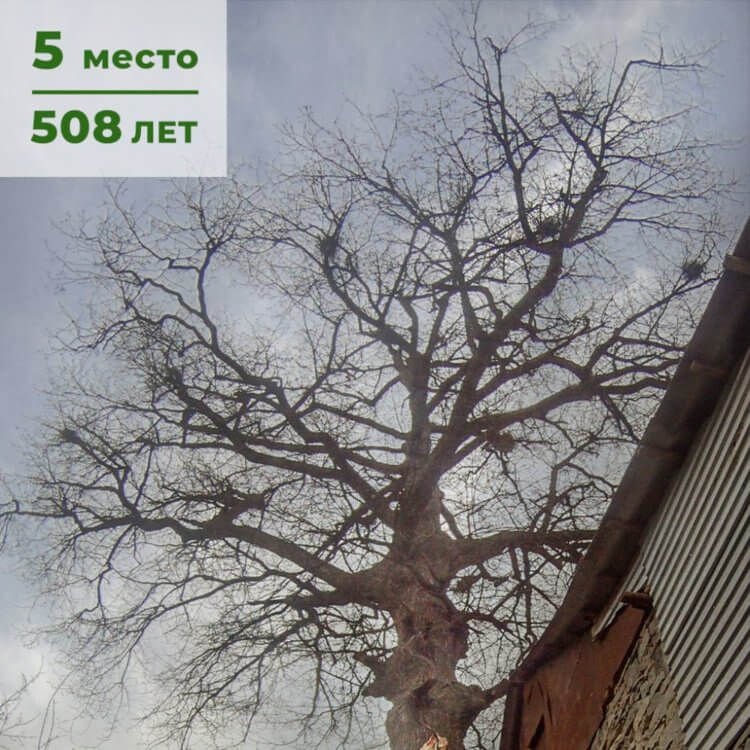 5 самых старых деревьев России деревьев, дерева, старых, территории, несколько, России, сосна, возраст, определения, около, этого, Ольхона», определить, исследователей, очень, самых, дерево, Однако, растет, возраста