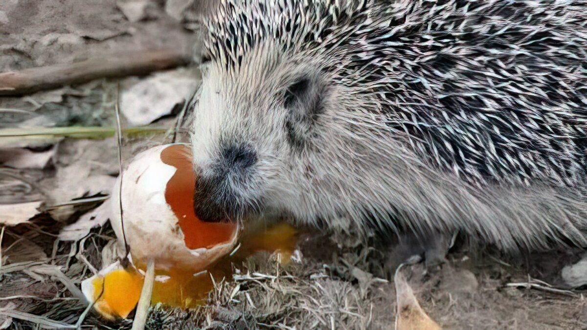 Ежики неплохо справляются с птичьими яйцами/ © o-prirode.ru