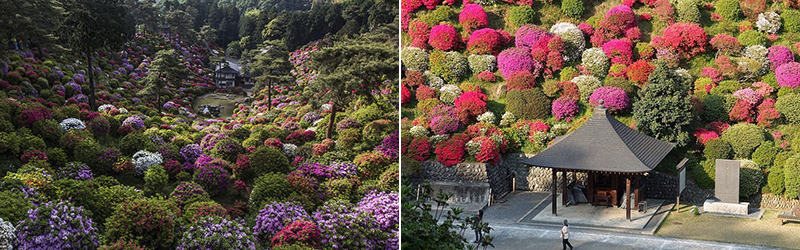 Shiofune-Kannon-ji Temple – буддийский храм, окруженный разноцветными кустами азалии
